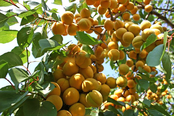 description de la variété abricot verseau