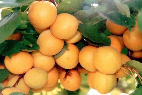 photos du verseau abricot