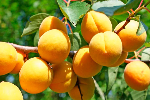 aprikos vannmann variasjon beskrivelse