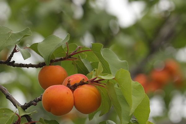 description du verseau abricot
