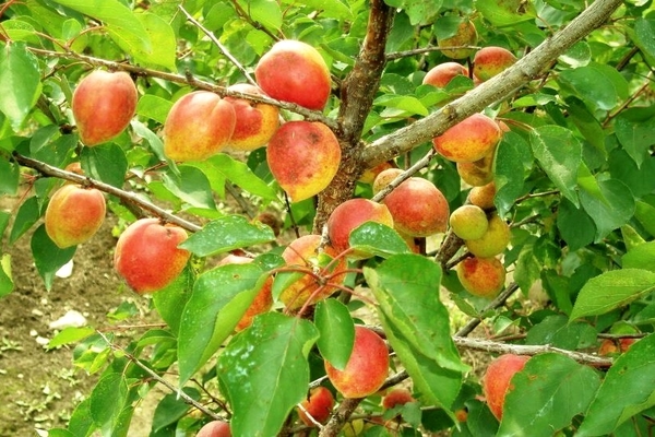 varieties of apricots