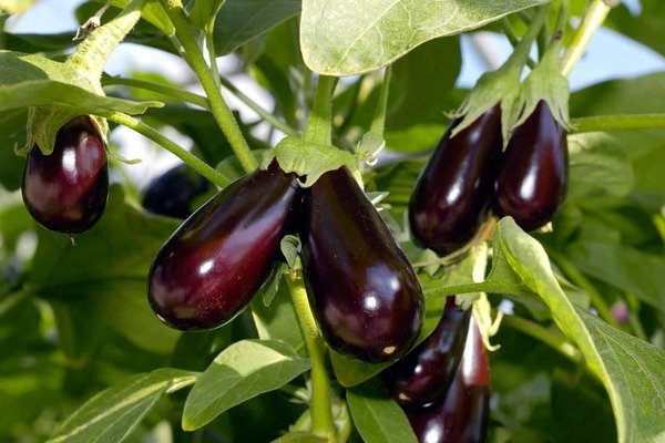 eggplant growing videos