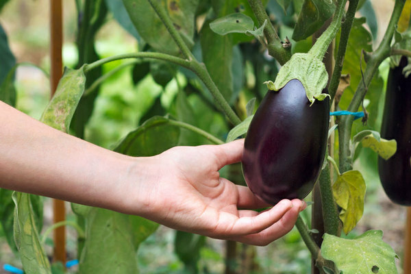 features of growing eggplant