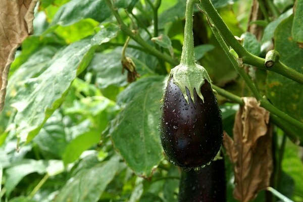 eggplant cultivation and care