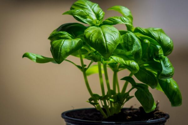 basil varieties for cultivation