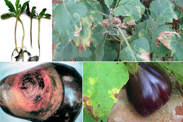 Sykdommer av aubergine