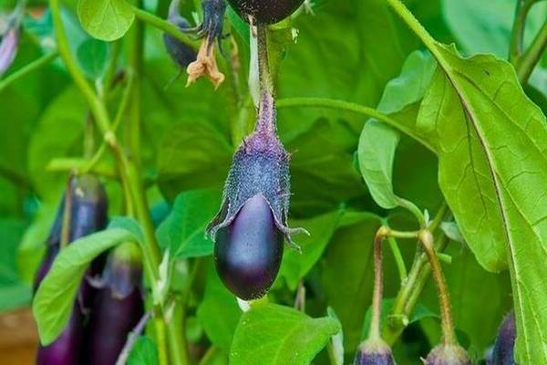 eggplant disease and their treatment
