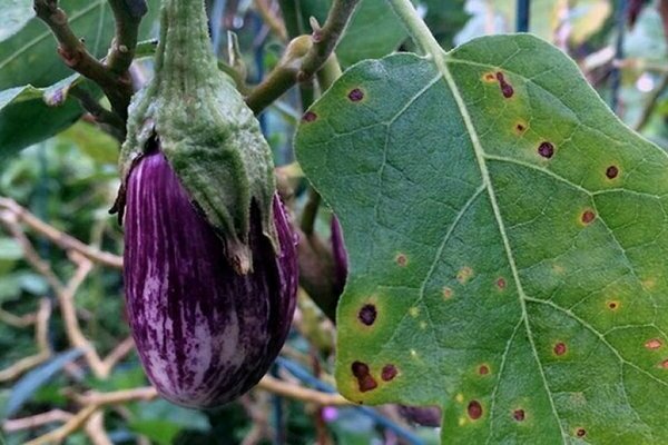 eggplant disease with photo