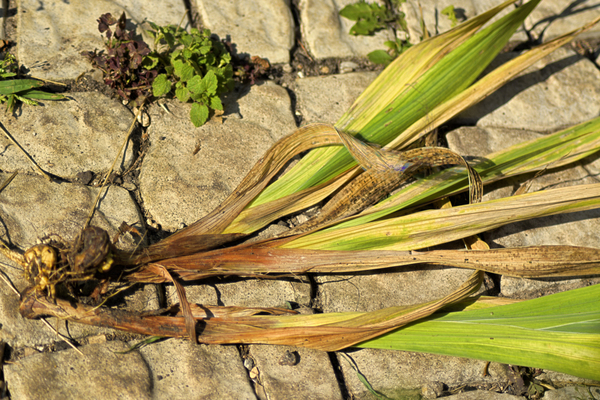 bilder av gladiolus sykdom