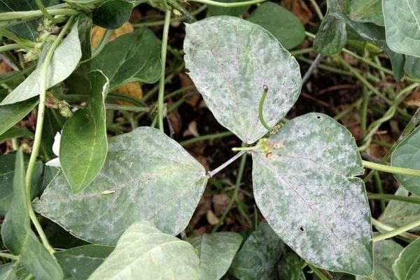 diseases and pests of peas