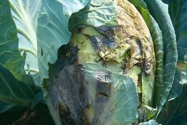 cabbage disease description