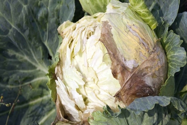 cabbage disease treatment