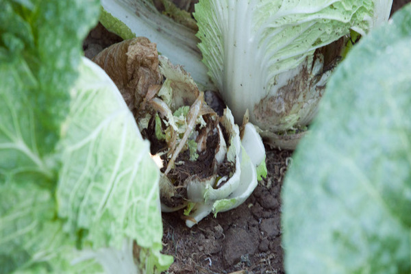 cabbage disease pictures