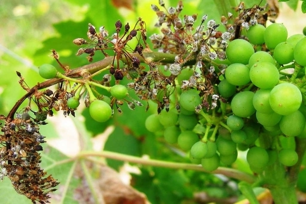 grape disease photo