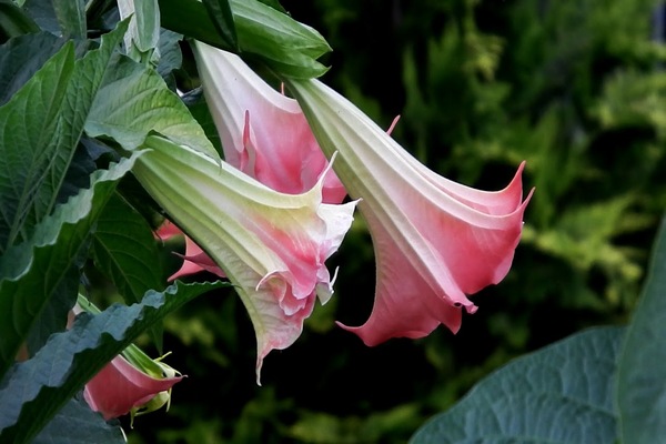 brugmansia from seed