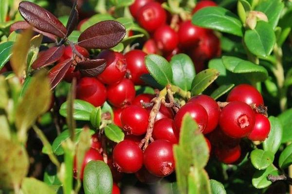 Lingonberry have