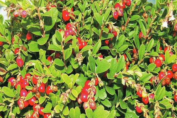 lingonberry havepleje
