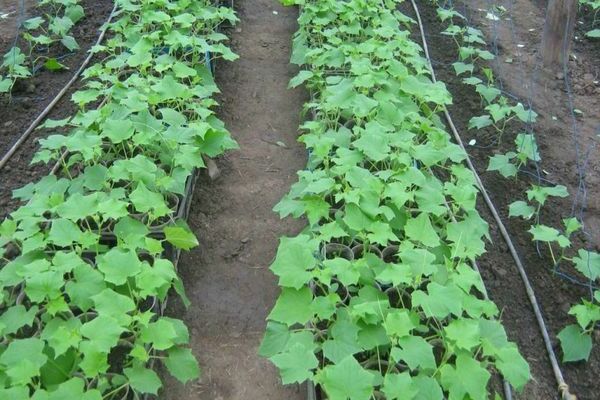 how to fertilize cucumbers in the open field