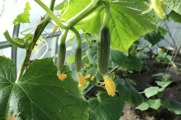 how can you fertilize cucumbers
