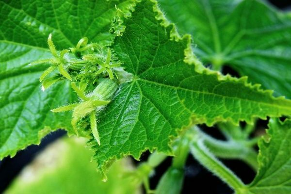 how to fertilize cucumbers