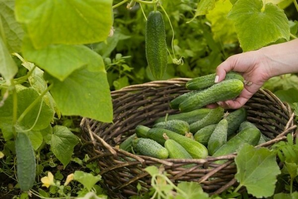 how to fertilize cucumbers in the open field