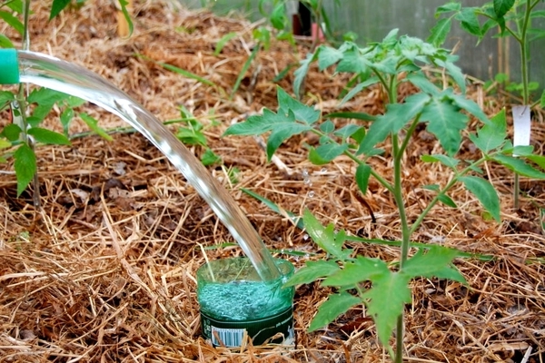 Watering tomatoes in the open field5