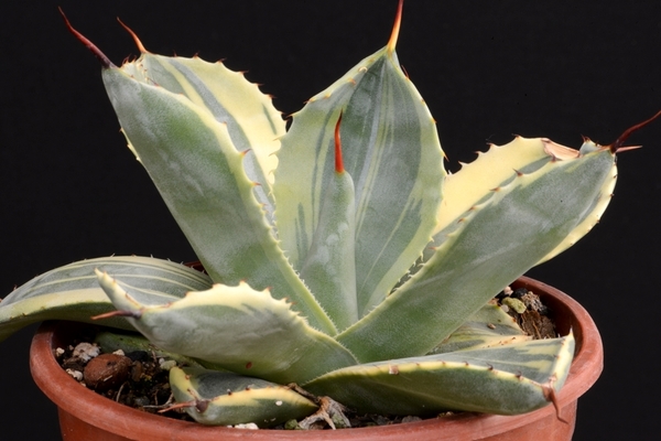 agave plant photo