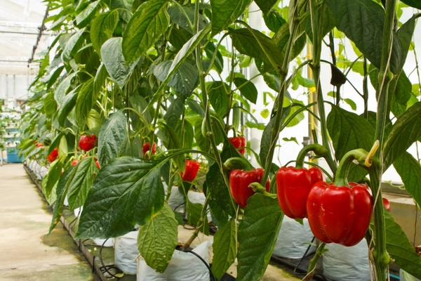 alimentando pimientos en invernadero