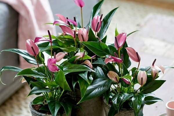 how to care for home flowers