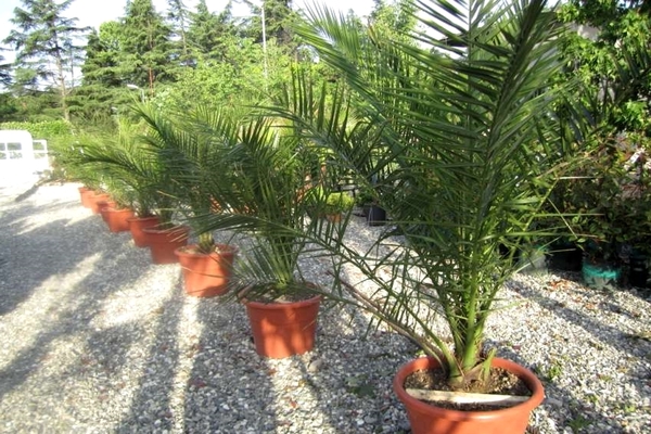 palmės