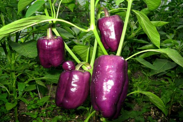 fotka purpurovej papriky