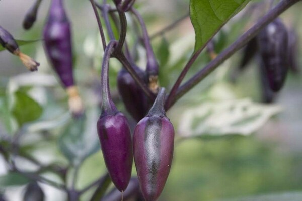 odrůdy fialového pepře
