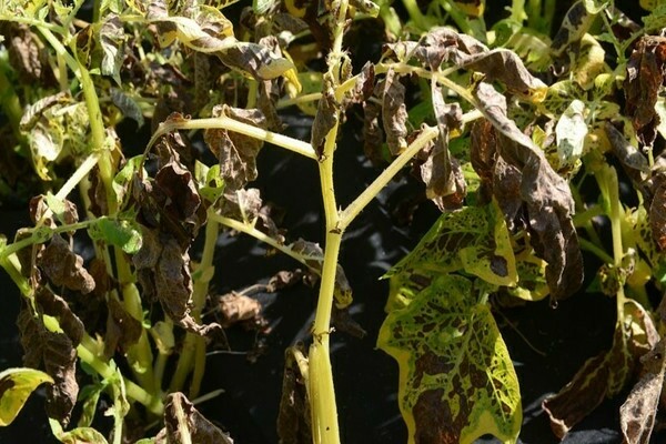 fongicides pour tomates en serre