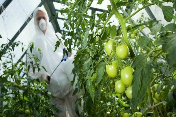 racun kulat untuk tomato