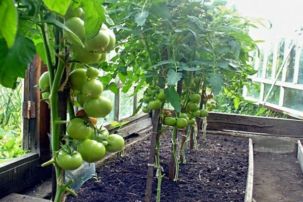 racun kulat terbaik untuk tomato