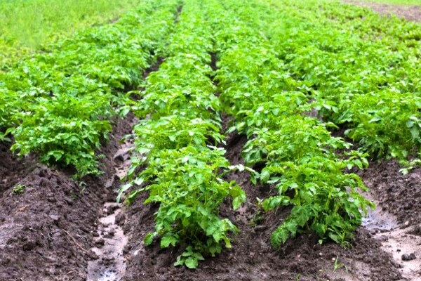 mga tagubilin sa titus herbicide para sa patatas
