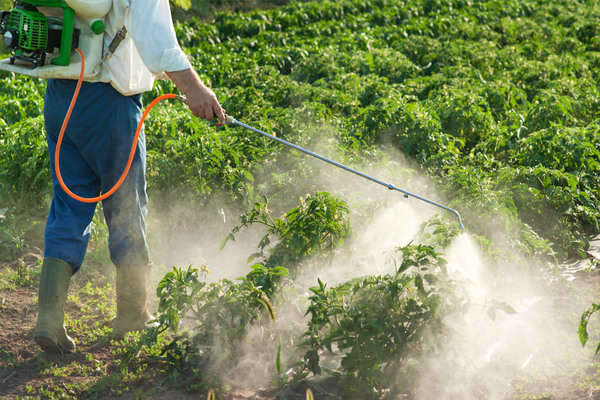 Instructions d'utilisation de l'herbicide Zencor pour les pommes de terre