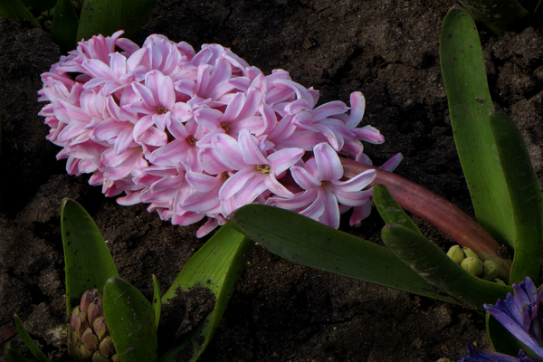 outdoor hyacinth care