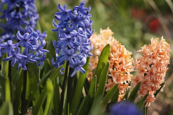 Pag-aalaga ng hyacinth