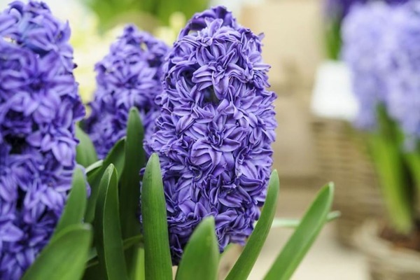 hyacinths planting and care