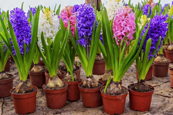 výsadba hyacintov a starostlivosť o ne na otvorenom priestranstve