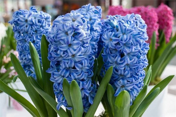gambar dan penjagaan hyacinth