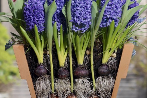 pangangalaga sa hyacinth pagkatapos ng pamumulaklak