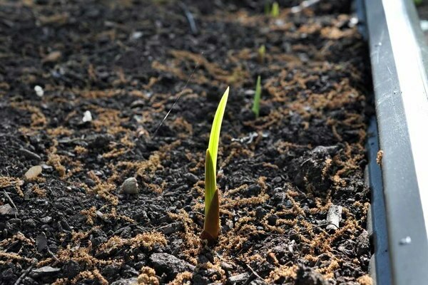 gladioli planting og omsorg
