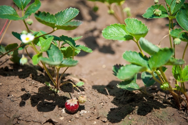 menanam semula semak strawberi