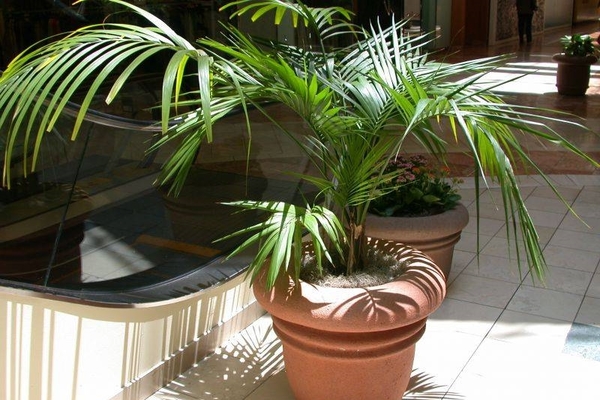 types of palm trees