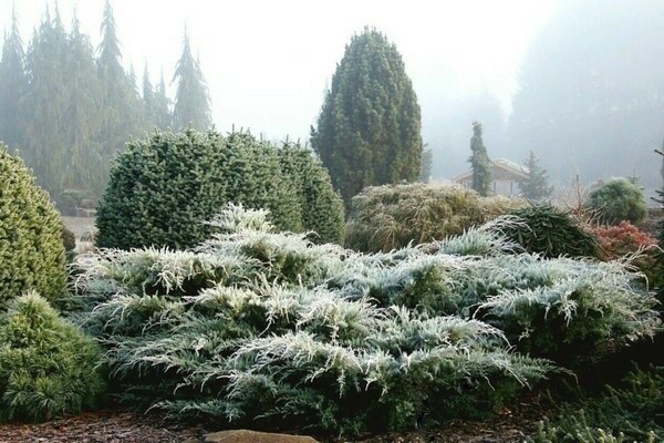 coniferous plant diseases and control