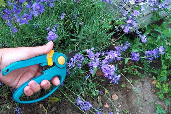 Pruning lavender flowers.