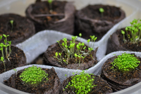 Petunijos sodinukų auginimas ir augalų priežiūra
