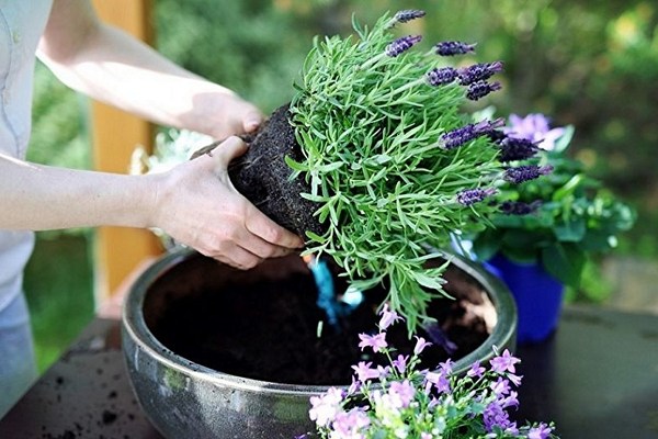 Lavender care when planting
